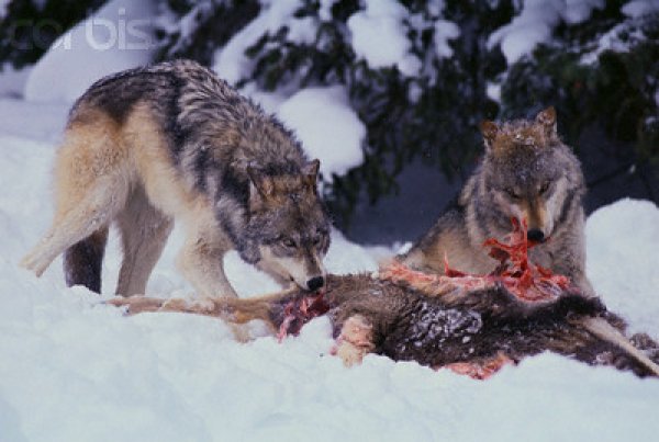 wolves feeding.jpg